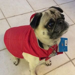 Meet your Posher, Rocky