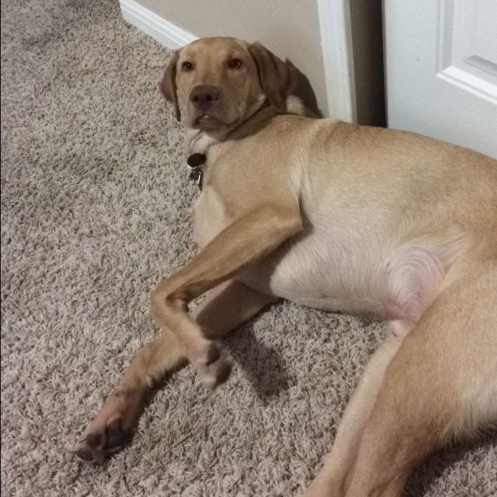 Meet your Posher, Conner