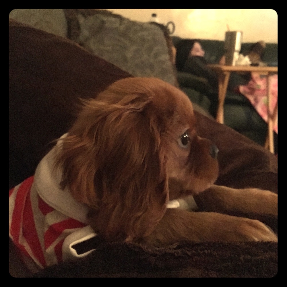 Red white striped shirt for a small dog