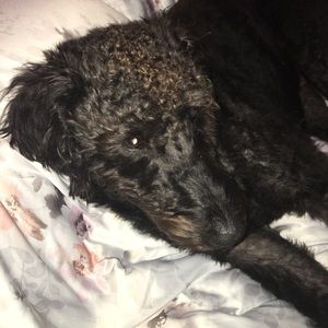 Meet your Posher, Brendan