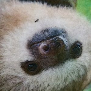 Meet your Posher, Alfred