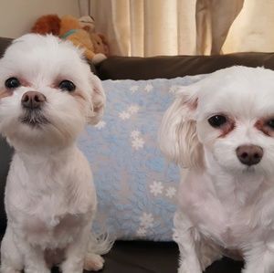 Meet your Posher, Sharon