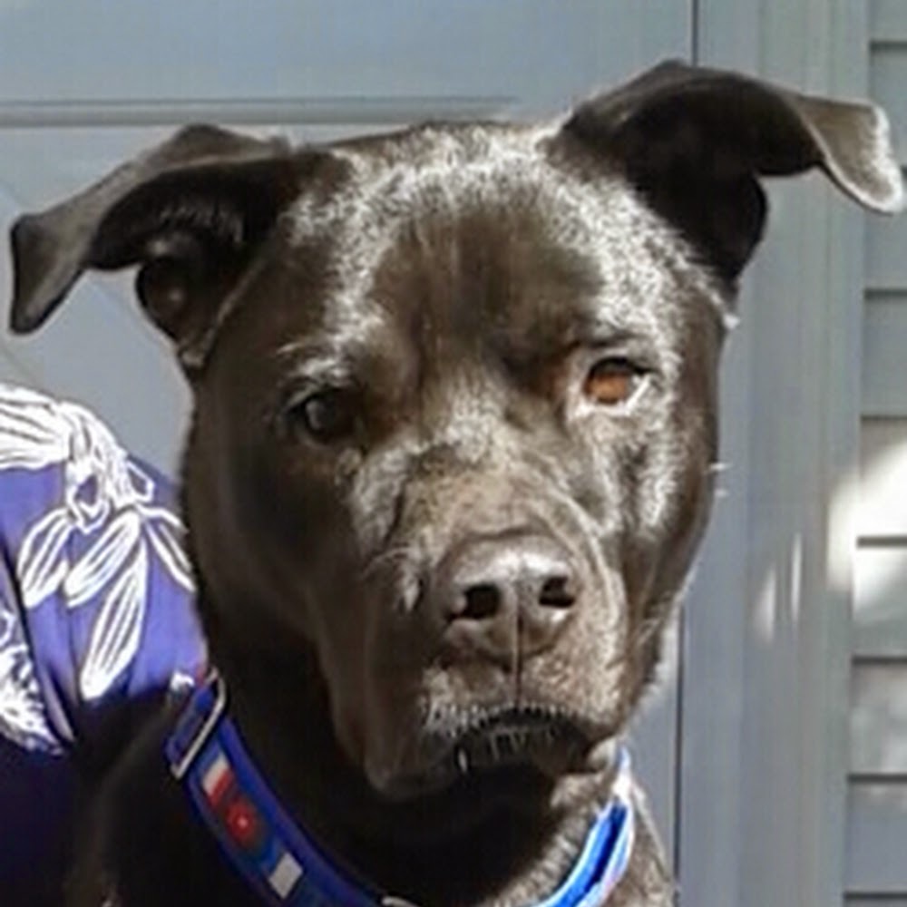 Meet your Posher, Ampi chick