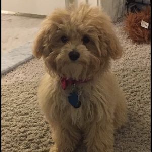 Meet your Posher, Mia