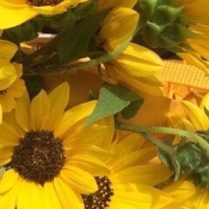 Meet your Posher, Destiny