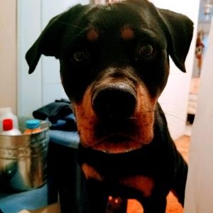 Meet your Posher, Brandy