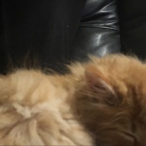 Meet your Posher, Joy