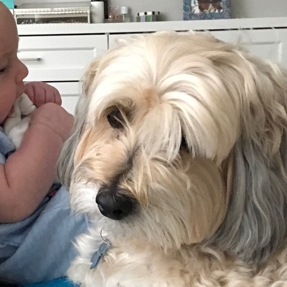 Meet your Posher, Abby - Picture 1 of 1