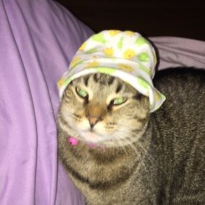 Meet your Posher, Lilly