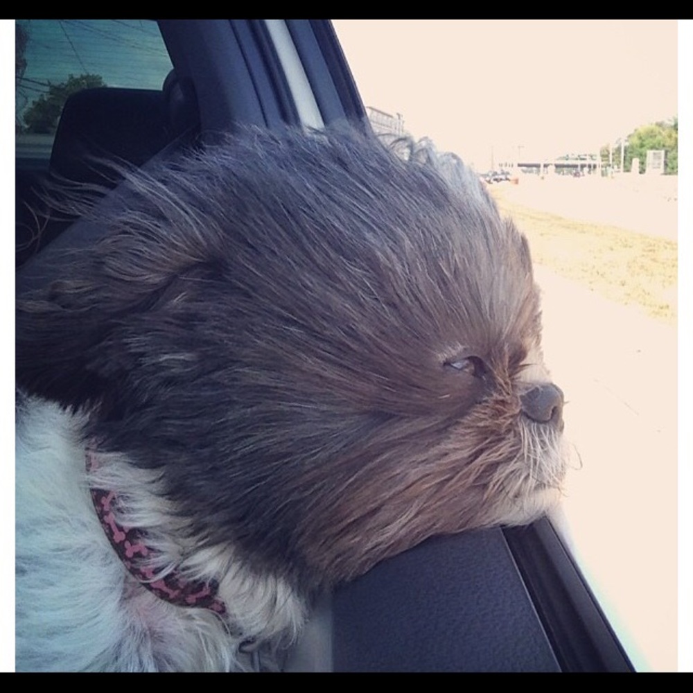 Meet your Posher, Lacey