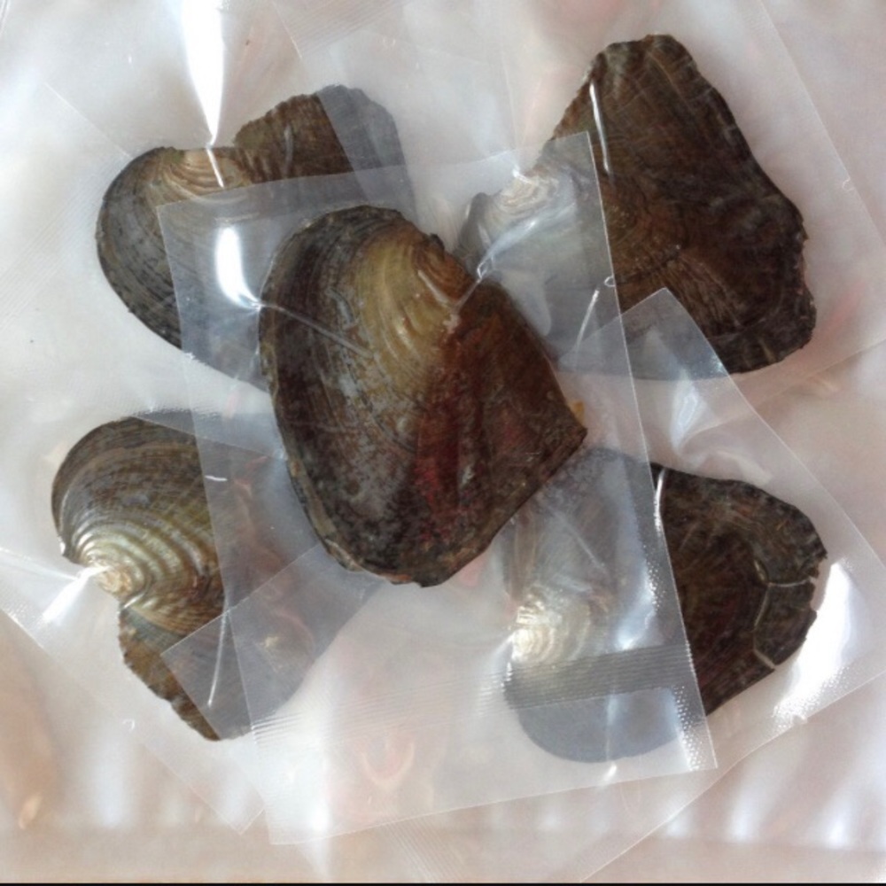 3 Freshwater Oysters