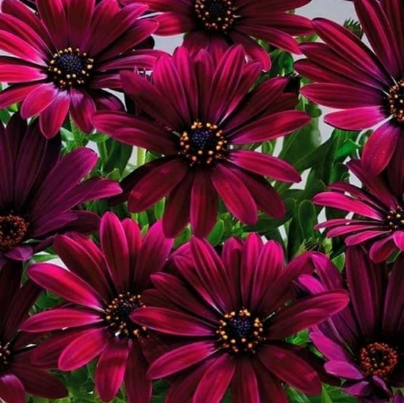 Meet your Posher, Darlene - Picture 2 of 2