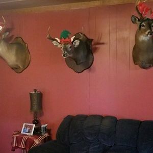 Meet your Posher, Shelby