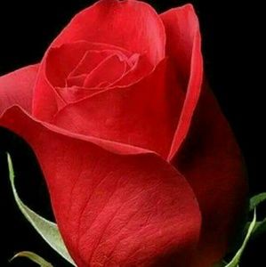 Meet your Posher, Rosa