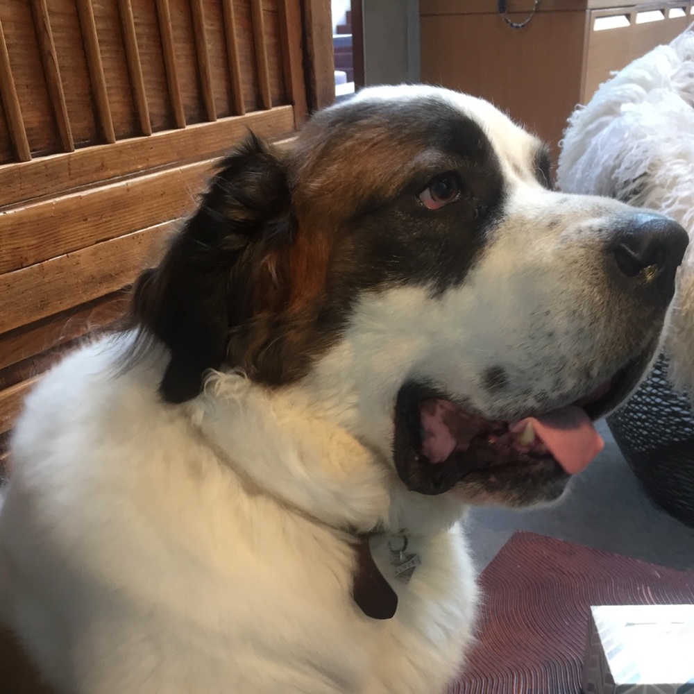 Meet your Posher, Ava