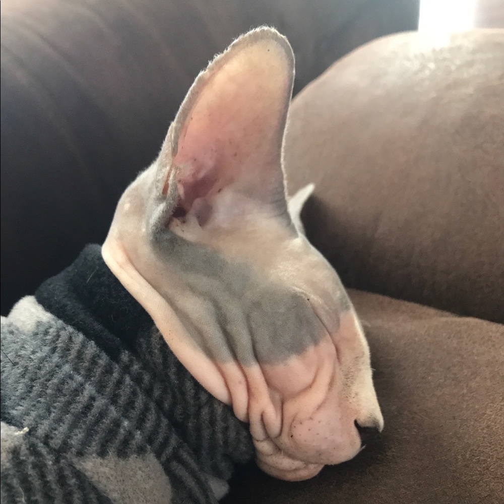 Meet your Posher, Cheryl