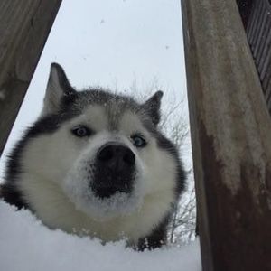 Meet your Posher, Scott