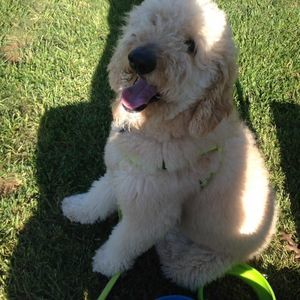 Meet your Posher, Greg