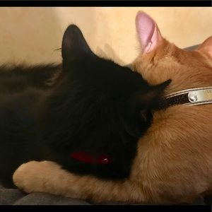 Meet your Posher, Jaclyn