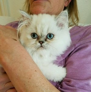 Meet your Posher, Shelly