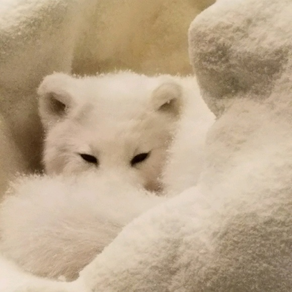 Meet your Posher, Lori - Picture 1 of 1