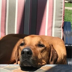 Meet your Posher, Lois