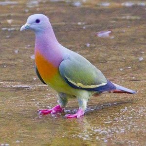 Meet your Posher, Joel