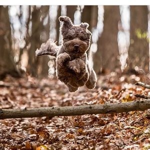 Meet your Posher, Abigail