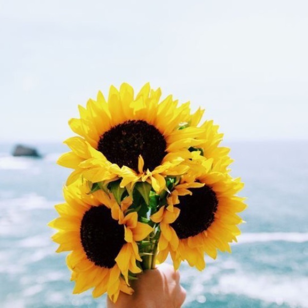 Meet your Posher, Hansley