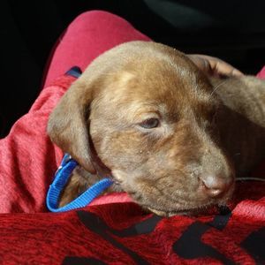 Meet your Posher, Corey