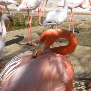 Meet your Posher, Alethea