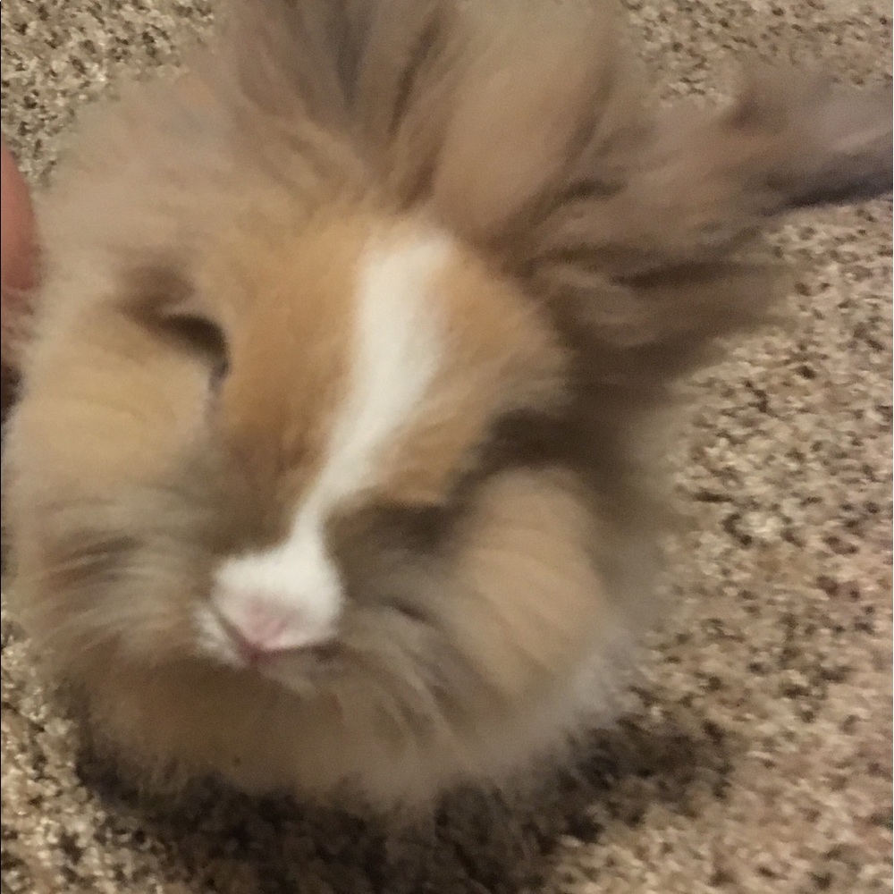 Meet your Posher, Karen