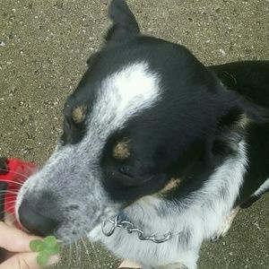 Meet your Posher, Cheyenne