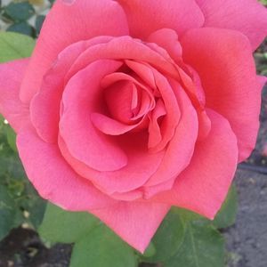 Meet your Posher, Neftaliy