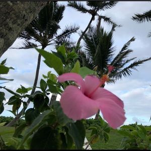 Meet your Posher, Letau