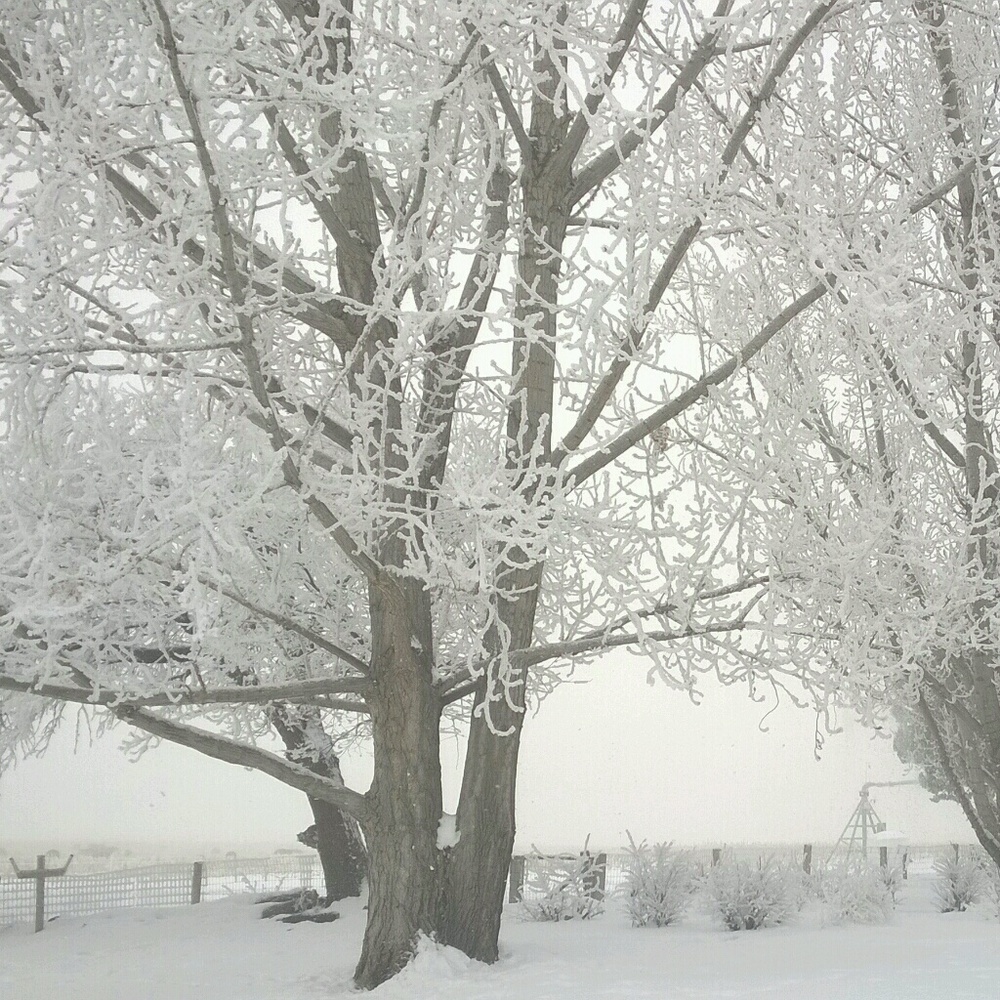 Meet your Posher, Ivy