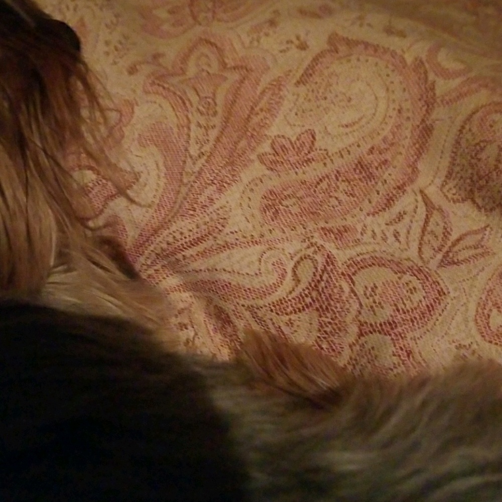 Meet your Posher, Liz