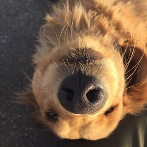 Meet your Posher, Jolene