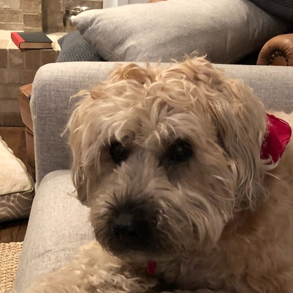 Meet your Posher, Gina - Picture 1 of 1