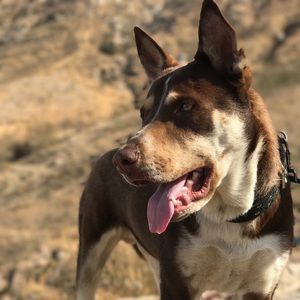 Meet your Posher, Manny