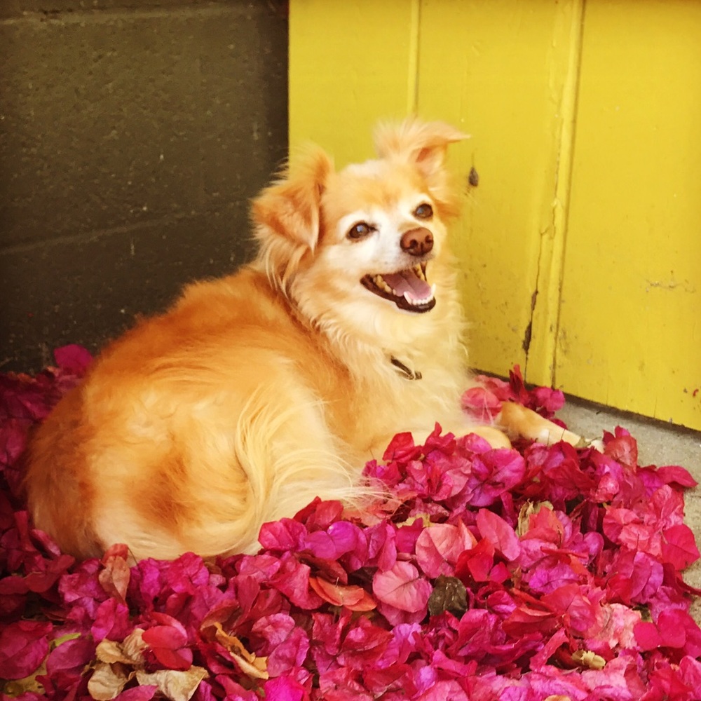 Meet your Posher, Sarita