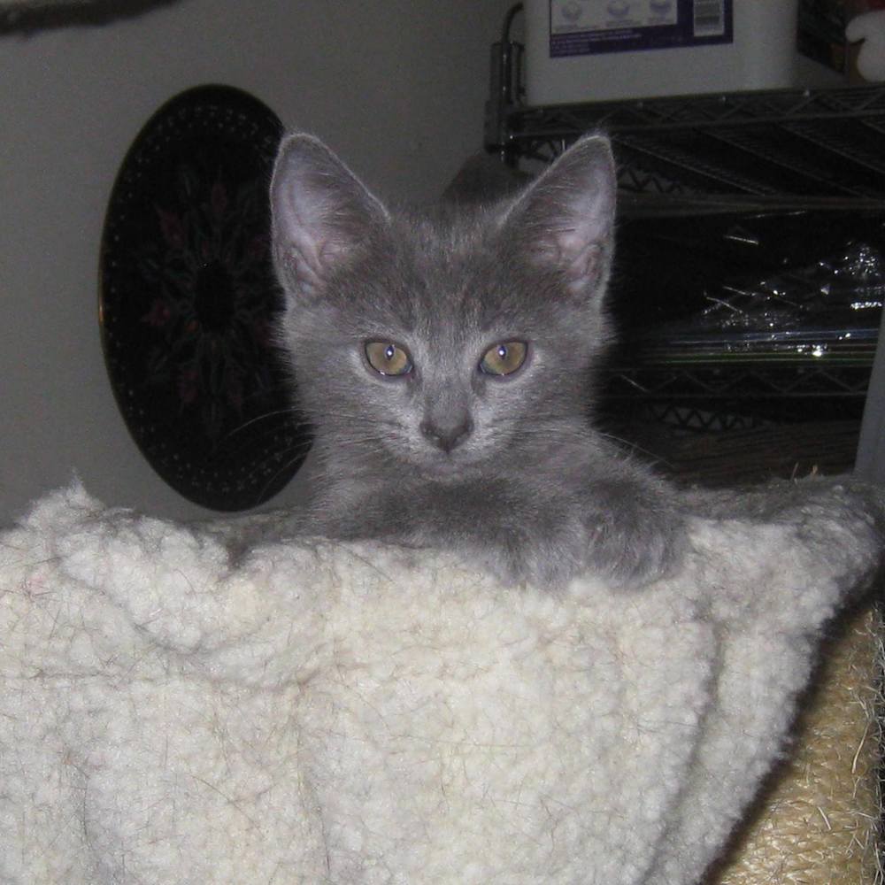 Meet your Posher, Kim