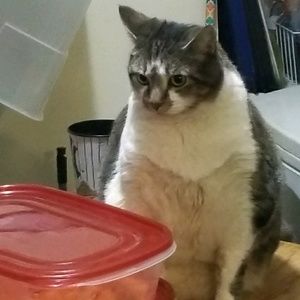 Meet your Posher, Abdul