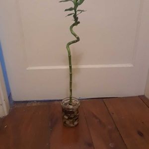 Lucky bamboo house plant