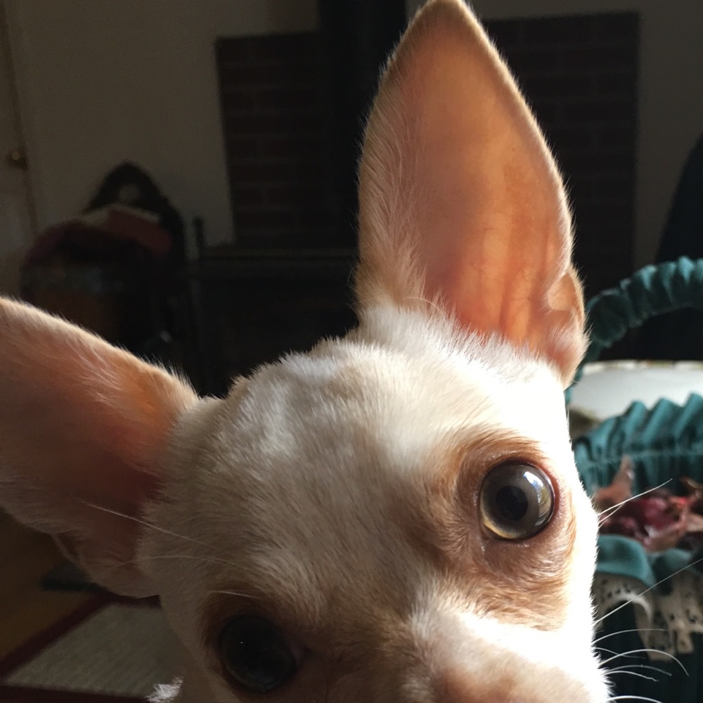 Meet your Posher, Robin