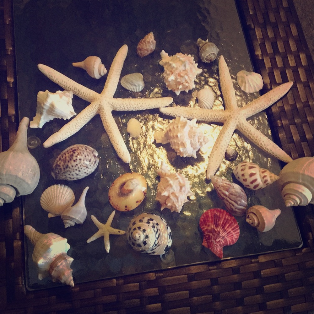 Decorative sea shells