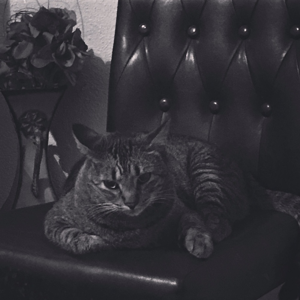 Meet your Posher, Crystal