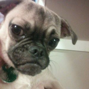 Meet your Posher, Susan