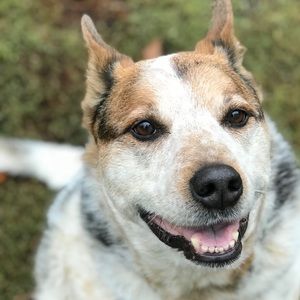 Meet your Posher, Rainey