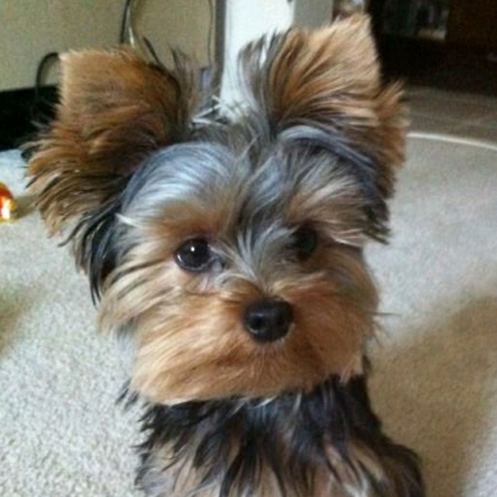 Meet your Posher, Desaray